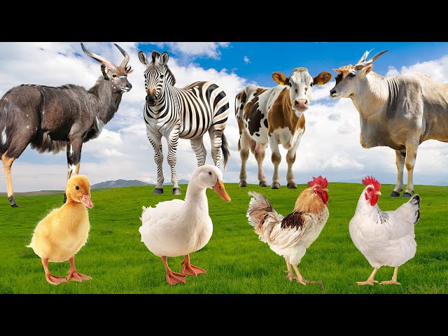 Wild Animal Sounds In Peaceful: Cow, Antelope, Chicken, Duckling, Waterbuck | Cute Animal Moments