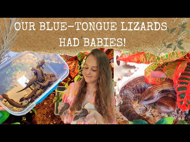 Our Blue-tongue lizards had babies! As well as DIY projects and enclosure setup ideas!