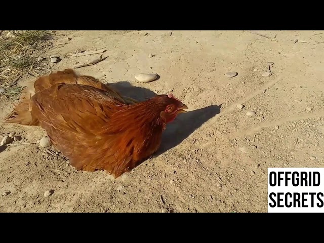 How To Hypnotize A Chicken Without Harming It