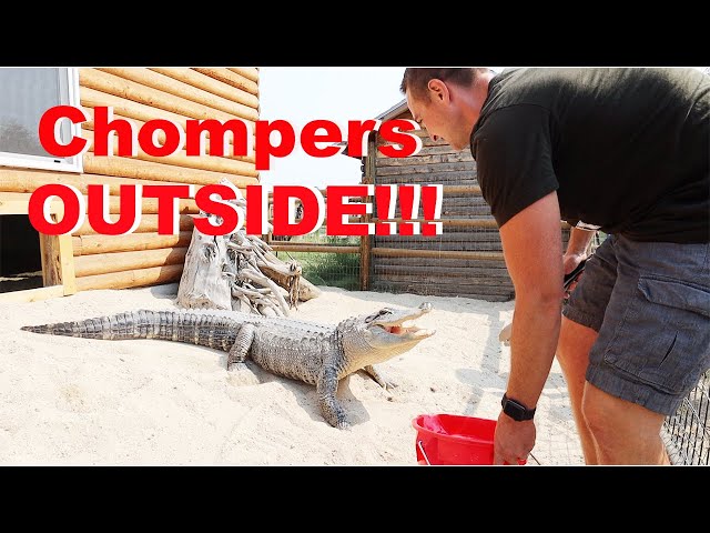 Chompers The Alligator Goes Outside!!!