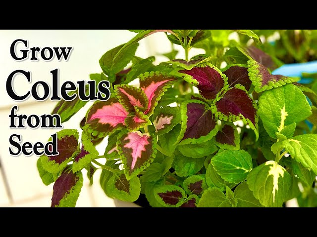 How to Grow Coleus from Seed | An Easy Planting Guide