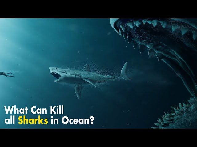 What If All Sharks Disappeared?