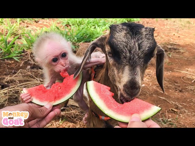 Baby monkey loves this goat so much