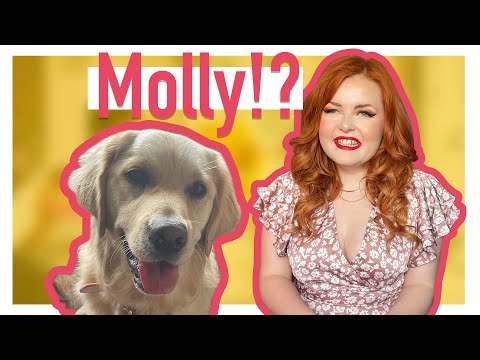 Molly The Guide Dog - UK Guide Dog Training