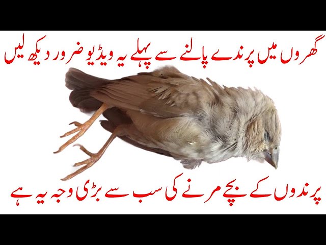 Unveiling the Silent Threat | The Leading Cause Behind Baby Bird Mortality