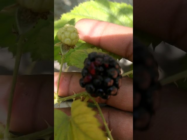 Eating Blackberry fruits in terrace garden #video #viral