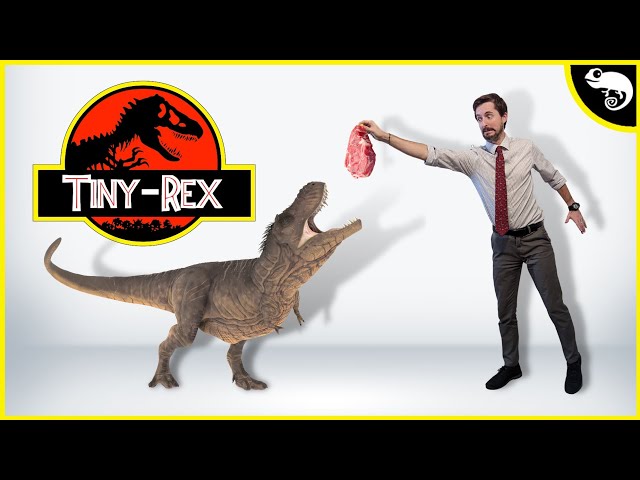 What's the SMALLEST Tyrannosaurid?