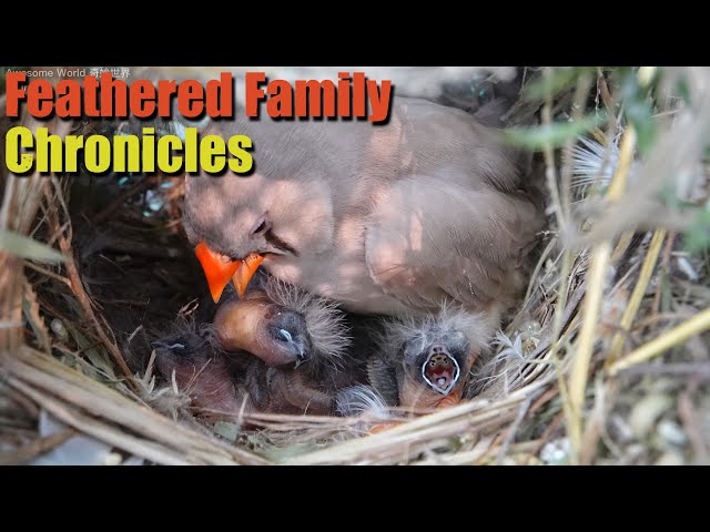 Feathered Family Chronicles Day 6: A Heartwarming Journey of Bird Parents Raising Their Newborns