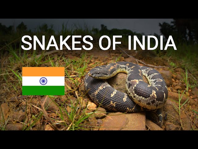 5 snake species from India, Russell's viper, Indian rat snake, Common sand boa, keelback, bronzeback