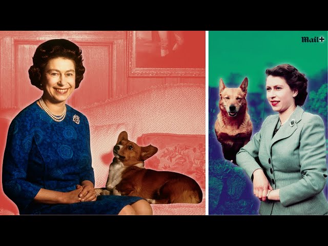 Silver trays? The Queen's corgis and their amazing Royal life