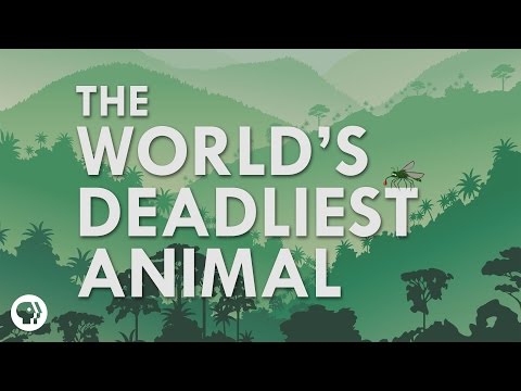 What's The Deadliest Animal In The World?