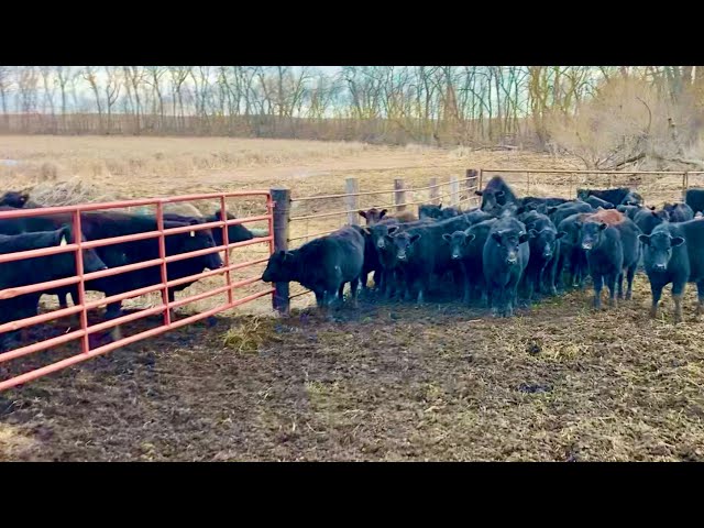 Fence Line Weaning Our Fall Calves! (Bad Idea??)