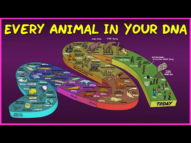 Every Animal In Your DNA