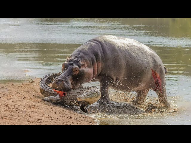 This Crocodile Will Never Mess With Any Hippo In His Life Again - Wild Animal Fights