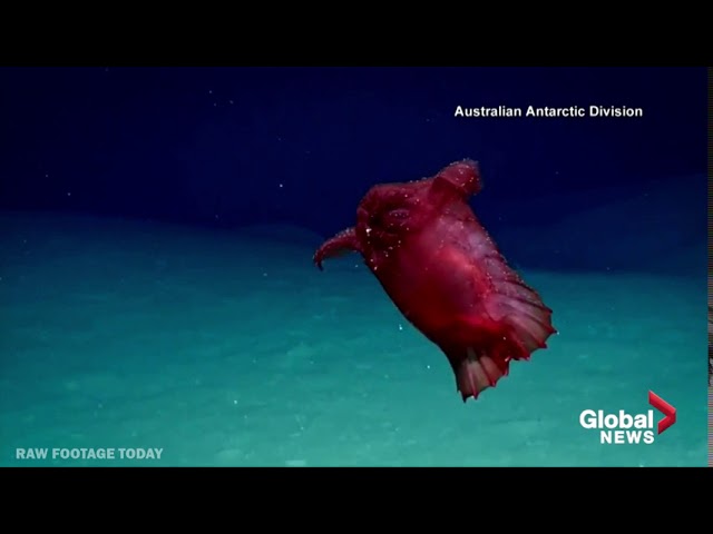 Headless chicken monster recorded for 1st time in Antarctica waters