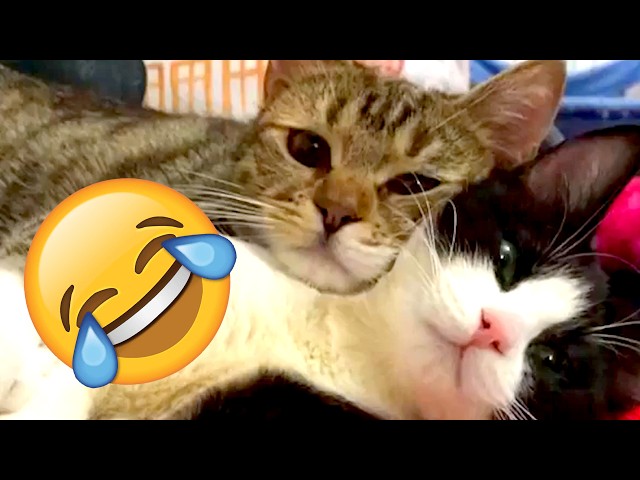 Best Cute and Funny Animals of 202 | March Week 1