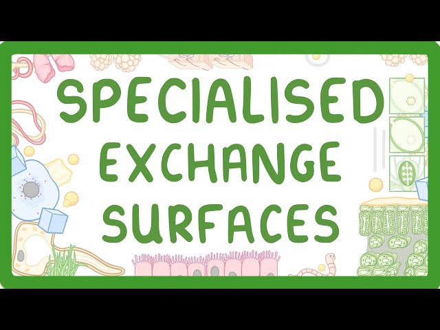 GCSE Biology - Specialised Exchange Surfaces