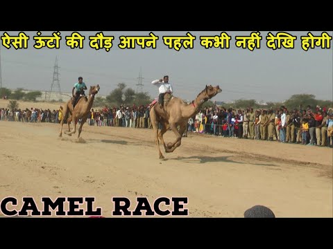Camel Race, कैमल रेस
