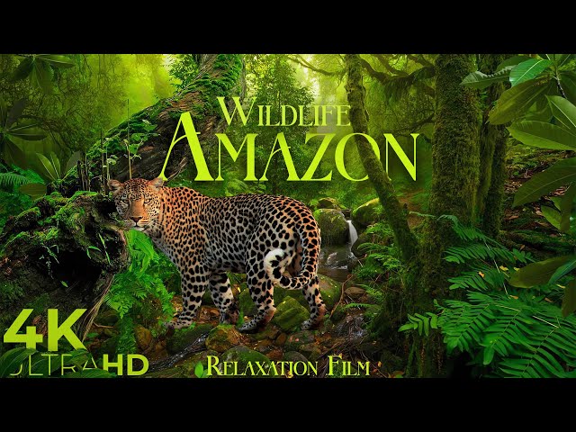Amazon Wildlife 4K • Scenic Relaxation Film with Peaceful Relaxing Music and Nature Video Ultra HD