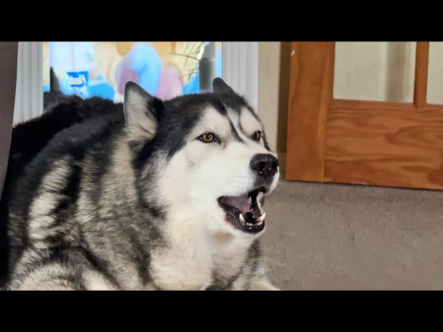 Husky Moans At Nan For Interrupting His Advert!