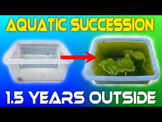 I Left Water Outside For 1.5 YEARS - Aquatic Succession
