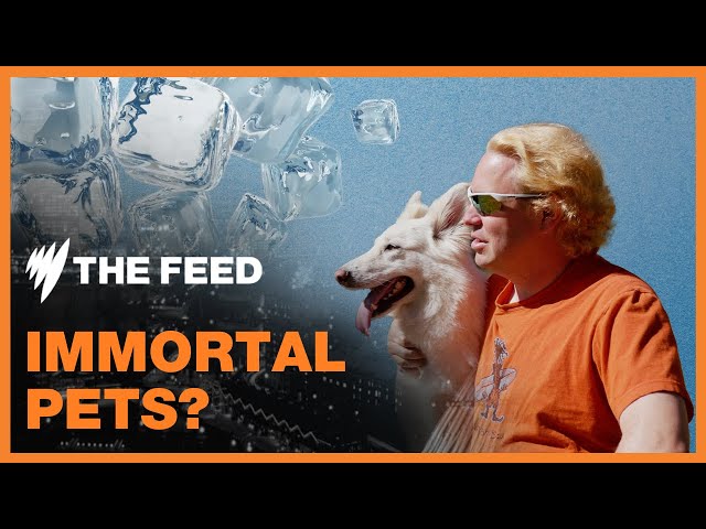 Reviving pets from the dead with cryonics | Immortal Pets? | SBS The Feed