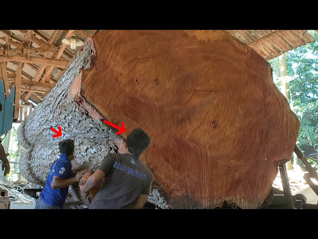 Excellent !! One of the biggest, most dangerous woods in the world's sawmill