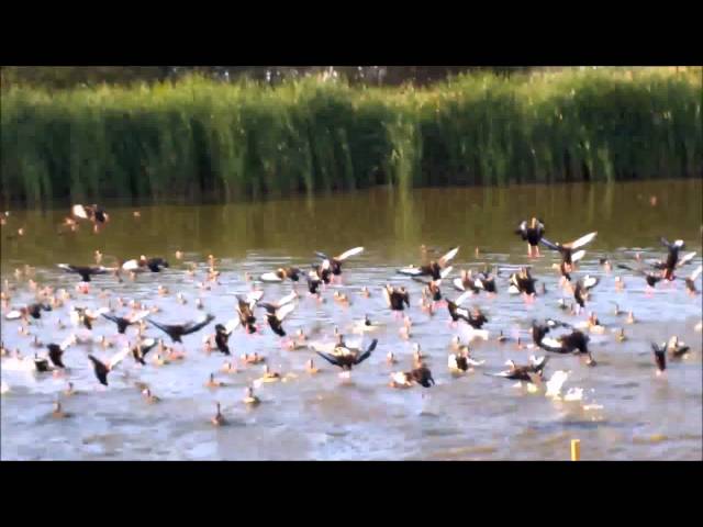 Reserva Conchal Birds