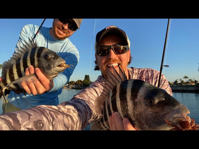 How To Catch Sheepshead On Fake Crabs (LIVE Video)