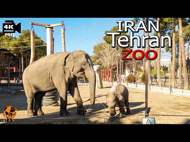 Iran Tehran Walking Tour Eram Park Zoo Iran walk 4k