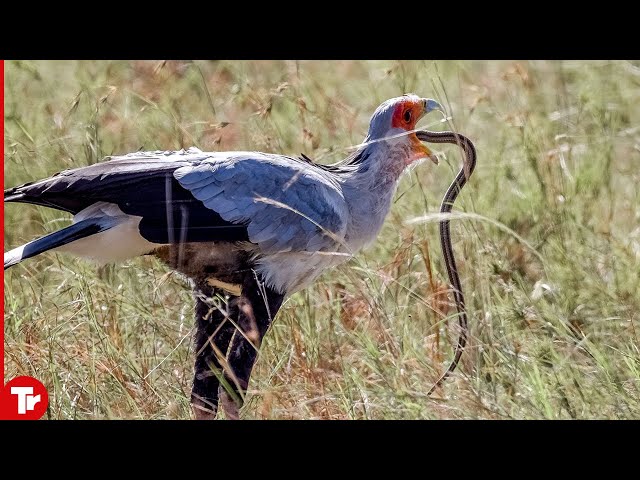 This Bird Can Kill Any Kind of Snakes