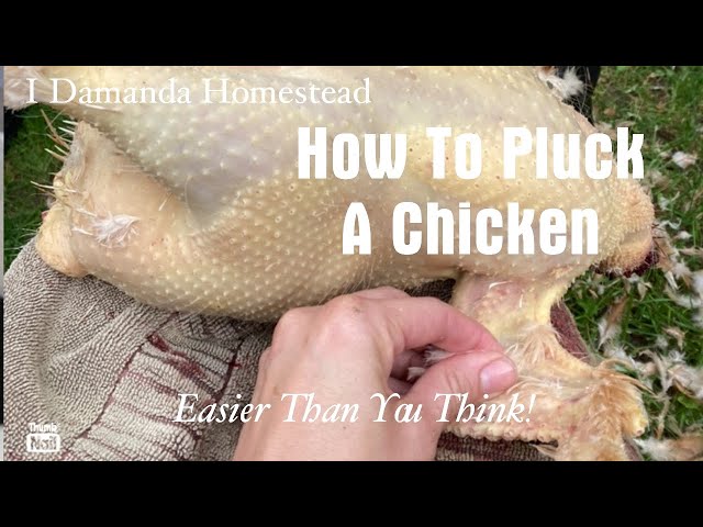 How to Scald and Pluck a Chicken