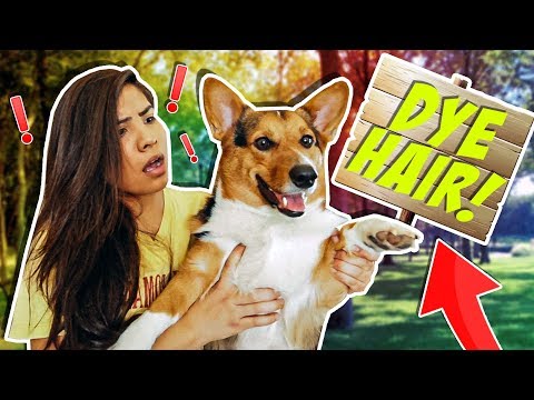 My DOG CONTROLS my LIFE for a day !? *24 HOUR CHALLENGE*