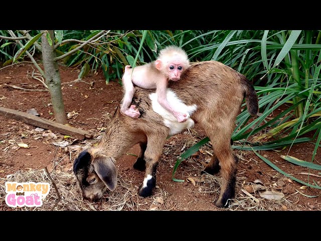Baby monkey thinks the goat is her dad