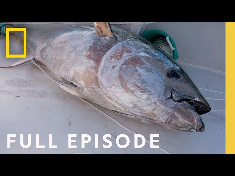 Wicked Tuna | National Geographic