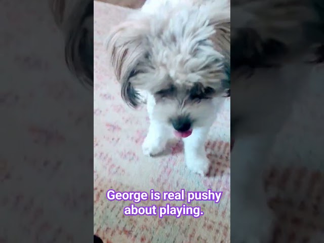 George insists upon playing.
