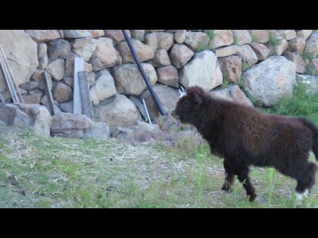 Baby Yaks Get Into Things