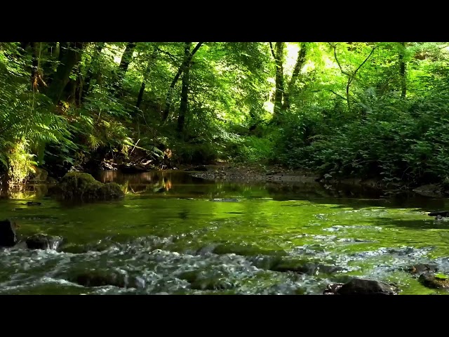 FOREST BIRDSONG, 8 HOURS OF RELAXING NATURE SOUNDS, NIGHTINGALE BIRDSONG