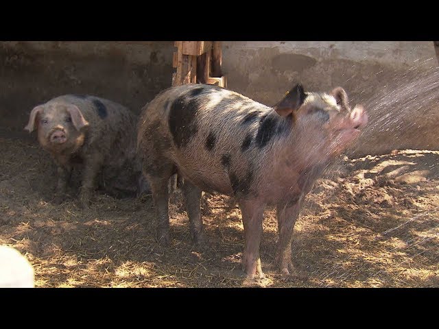 Das Schweineparadies auf dem Selztalhof in Selzen | SWR | Landesschau Rheinland-Pfalz