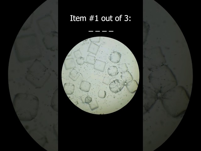 What's under the microscope? #shorts #microscope