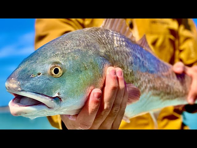 Spring Redfish Tips Every Angler Needs To Hear (If They Don't Want To Get Skunked)