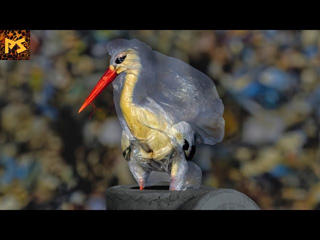 BRUTAL Ways Plastic is Killing Wildlife | Pet Spot