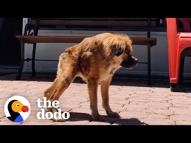 Only A Few Dogs Look Like Her In The World, But She Has No Idea She's Any Different | The Dodo