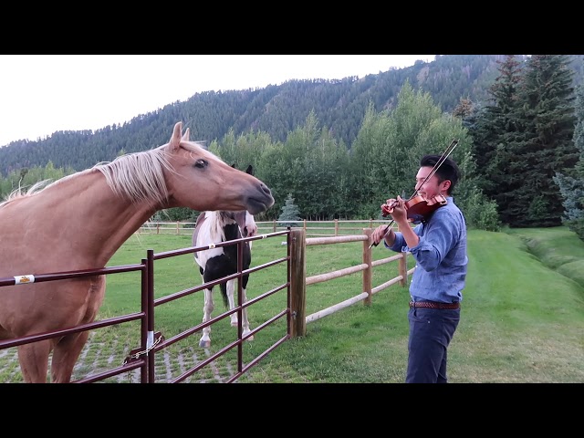 Horses like violin playing