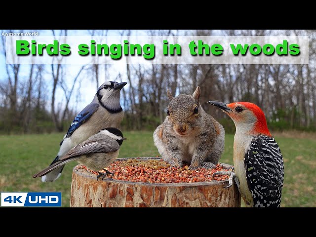 4 HOURS of Birds Singing in the Woods, 4K Cat TV, Bird Video, Relaxing Sound, Awesome World 027