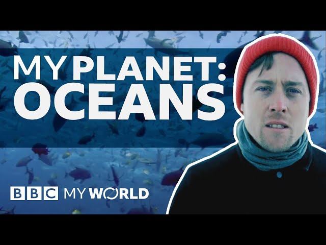 Can underwater life save the planet? - BBC My World