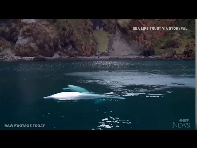 Rescued beluga whales Little Grey and Little White enjoy their new open water sanctuary in Iceland
