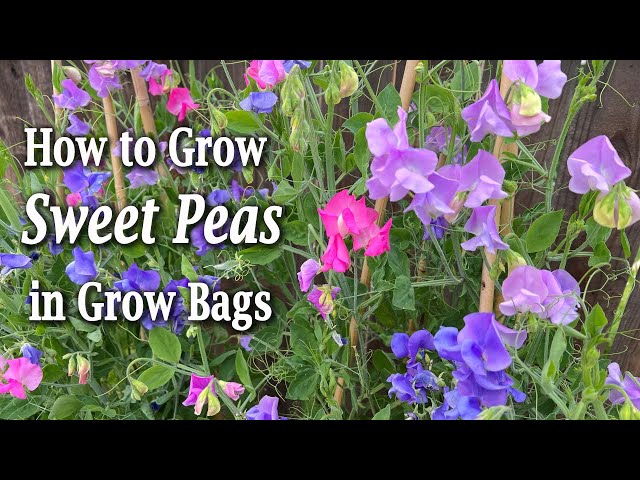 How to Grow Sweet Peas from Seed in Containers | An Easy Planting Guide