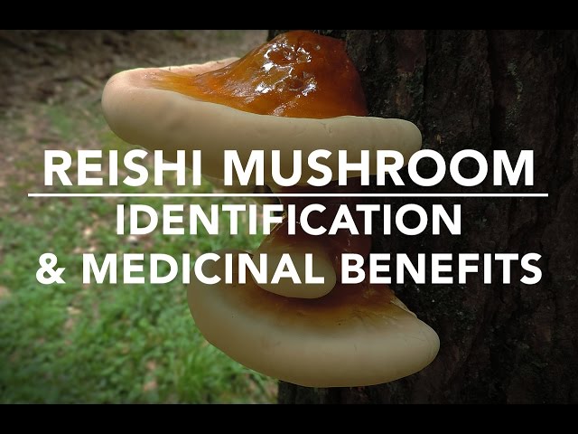 Reishi Mushroom (Ganoderma tsugae) Identification And Medicinal Benefits With Adam Haritan