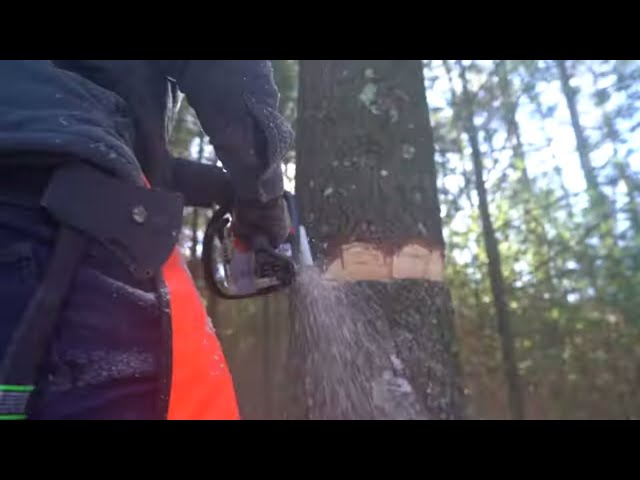 HOW to Girdle Trees (2 Ways) [Firewood for Outdoor Wood Burner]